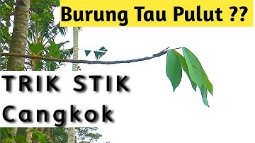 Cara Memikat Burung Yang Tau Pulut Dengan Stik Cangkok
