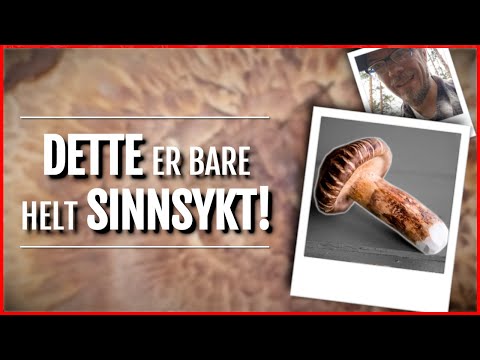 Video: Hvilke morkler er trygge å spise?