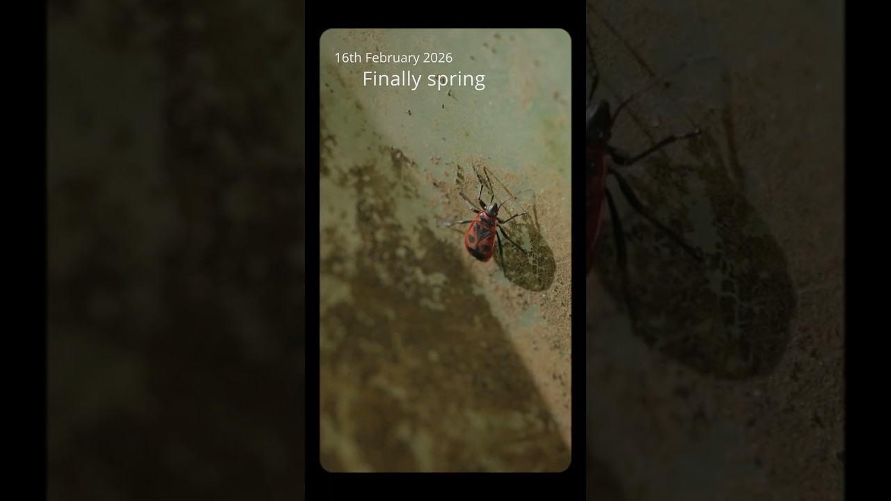 Finally Spring