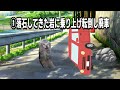 【猫ミーム】半年で車が3回廃車になった話