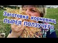 Заготовка корневищ Пырея. И их лекарственные свойства.