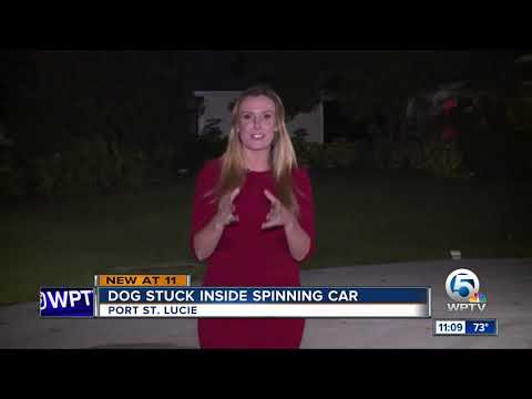 Dog stuck inside spinning car in Port St. Lucie