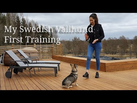 Video: Švédské Plemeno Vallhund, Hypoalergenní, Zdraví A životnost