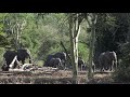 Elephants of Gorongosa National Park