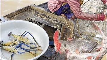 Dời ra chỗ sâu hơn chà dào chạy được cá khủng và nhiều tôm càng - Sông Nước Cửu Long - Nguyễn Hùng