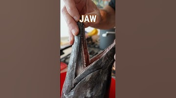 Why a Wahoo Can Take Your Finger Off #Shorts