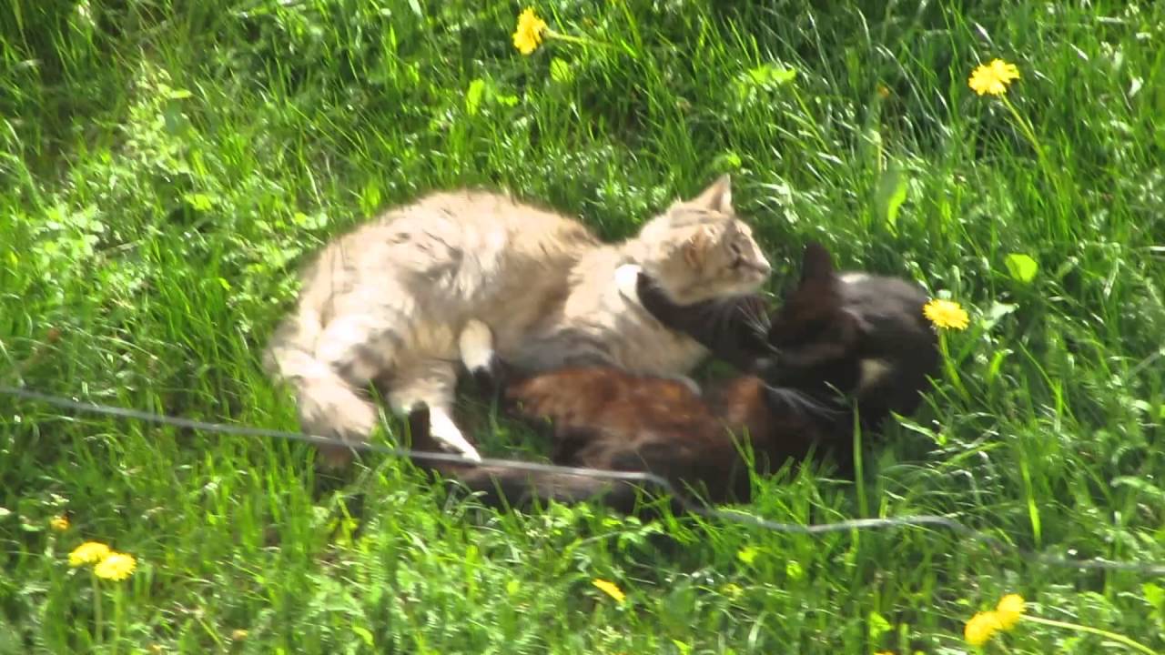 youtube video for Жарко ли нашим шерстяным?