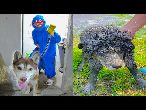 Thú Cưng TV | Gia Đình Ngáo Baby #4 | chó thông minh vui nhộn | Pets funny cute smart dog