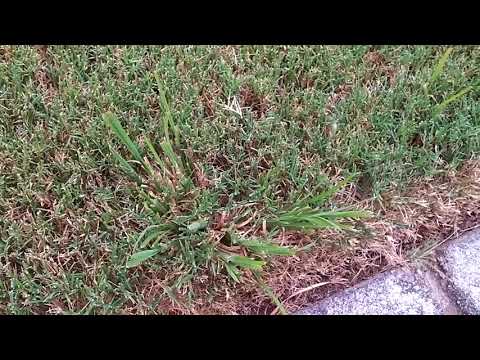 Videó: Broomsedge Grass – Tippek a Broomsedge elleni védekezéshez