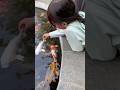 Gania liatin ikan koi #shortvideo #ikankoi
