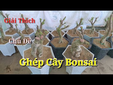 Video Giải Thích Xoay Quanh Chủ Đề Ghép Cây Bonsai ( Cây Hoa... - youtube