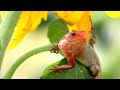 Chameleons Looking to Attack ||  गिरगिट Girgit || Wild Animals Video || Animals Reptiles Name