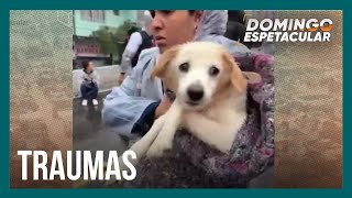 Cães que ‘nadam’ fora da água: imagens podem indicar traumas sofridos pelos animais no RS