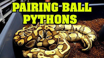 What are we breeding in 2020!!  Ball python pairings!!