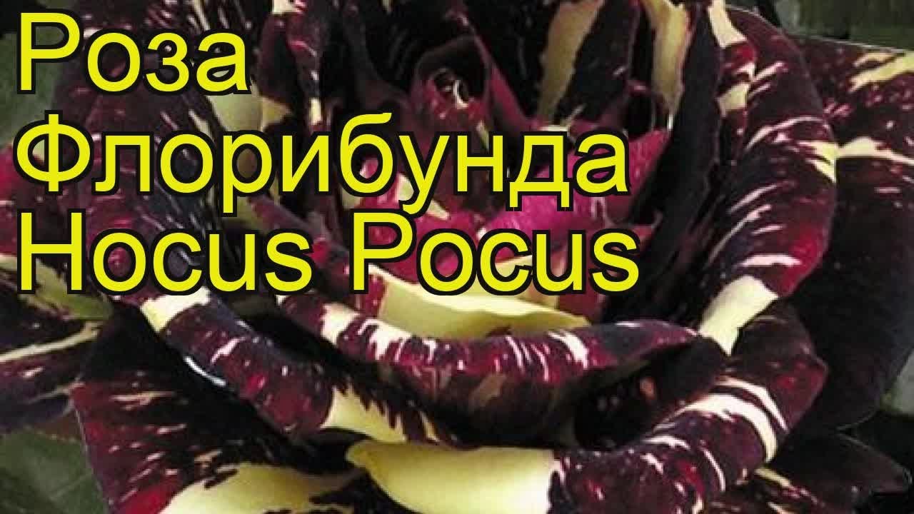 Роза Фокус Покус Фото И Описание