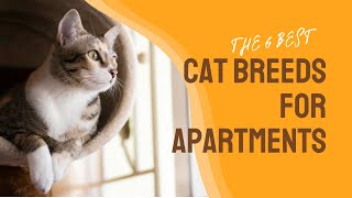 6 Best Cat Breeds for Apartment-Living by Here Kitty Kitty 91 views 1 month ago 2 minutes, 11 seconds