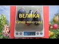 Виноград 2018. Виноград Велика. Отзыв о винограде