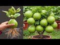 How To Propagate Guava Trees From Cutting Faster With Aloe Vera And Coca Cola,growing guava trees