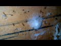 Brown Recluse Spiders Hatching From Egg Sac