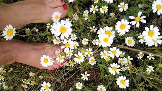 Daisy Feet