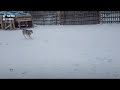 18 декабря 2020 г. Волкособы радуются снежку :)