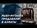 Гигантскую рыбу странного вида нелегально продавали в Алматы