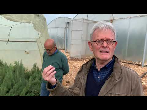 فيديو: ما هو الخس Crisphead: نصائح حول زراعة نباتات الخس Crisphead