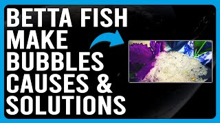 Why Betta Fish Make Bubbles? (What Causes Betta Fish To Make Bubbles? - Learn How To Handle It!) Profile