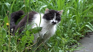 Chaplin Cat And Tabby Cats