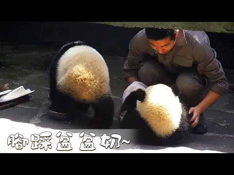 《熊貓早晚安》腳踩盆盆奶~  | iPanda熊貓頻道
