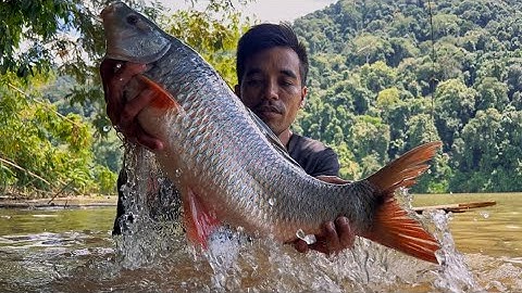 Lũ Về Rất Lớn Ngập Hết Rừng￼ Săn Cá Lớn Trong Rừng Già Mùa Nước Đỏ Hunting big fish in flood season.