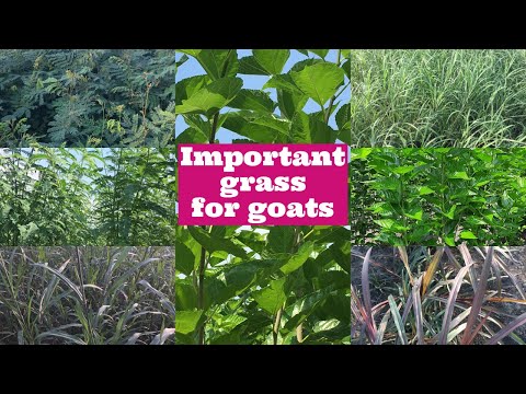 Video: Ožkos rue-grass, augalo aprašymas