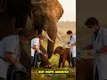 This elephant was hours away from dying!#courage #animals ##WildlifeRescue #NatureRestoration