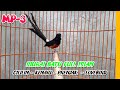 MURAI BATU FULL ISIAN || Cililin Kenari Prenjak Lovebird dll