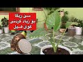 زیاد كردنی گولی گوێ فیل سێ ڕێگا بۆ زیاد كردنی گوێ فیل Graftingplants Plants Flowers زیاد كردنی گولی گوێ فیل سێ ڕێگا بۆ زیاد كردنی گوێ فیل Graftingplants Plants Flowers