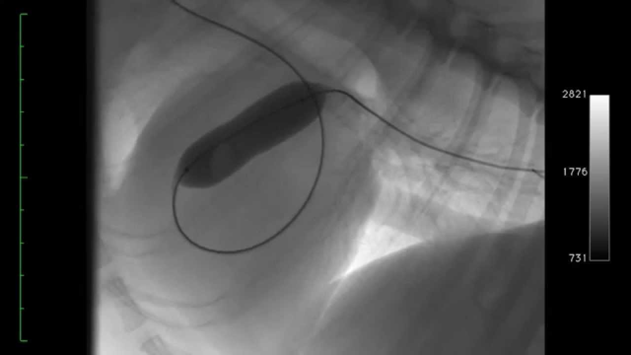 FLUOROSCOPY AND CARDIAC CATHETERISATION DOG YouTube