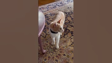 🐈”I’m the problem, it’s me” knocking down the lamp #tsantiherochallenge #cat #ねこ #short