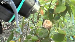 Hummingbird Nest Building 101  (Recorded Live Stream)