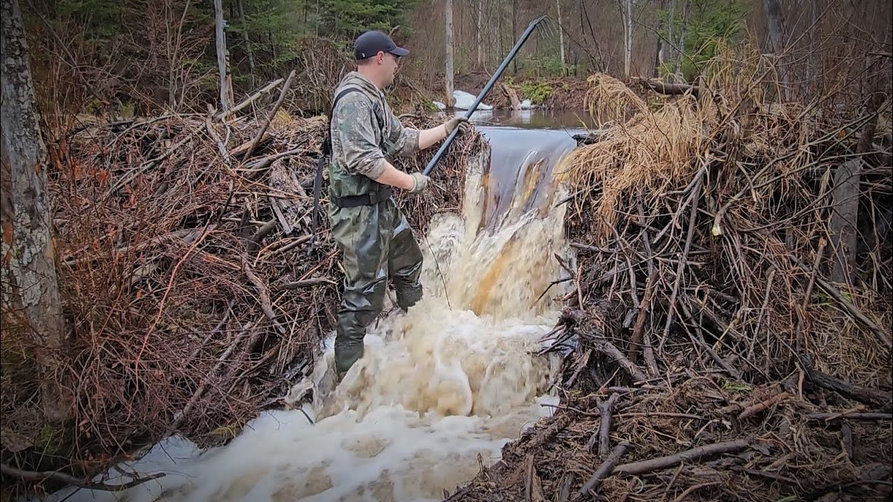 Beaver Dam Removal Spring 2023!!