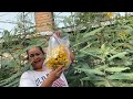 Harvesting the hummingbird tree flowers