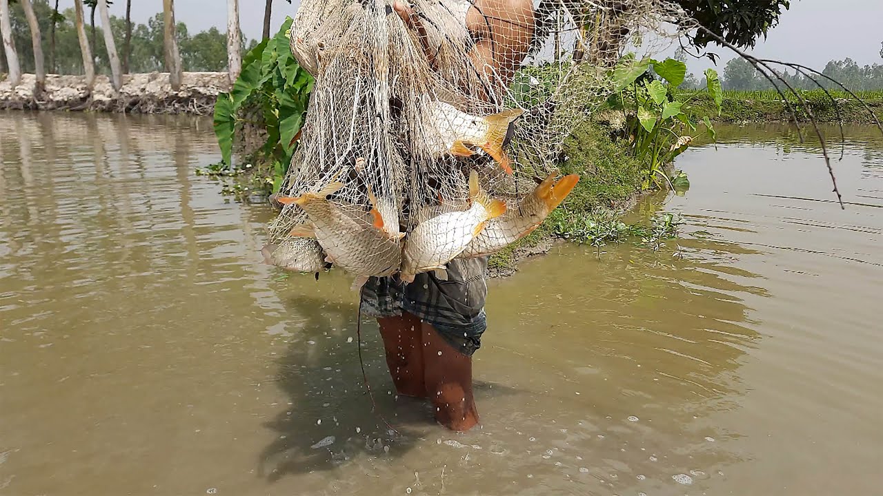 Catching fish with big net in Village pond-Fishing Video Traditional Cast Net Fishing in Village