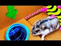 🐹📢SEREN HEAD Hamster Maze with Traps 😱[OBSTACLE COURSE]😱