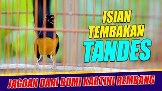 Download lagu Murai gacor TEMBAKAN TONJOLAN TANDES cocok buat dongkrak emosi dan manteran | shama bird indonesia