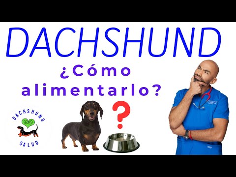 Vídeo: Tot Sobre Els Dachshunds: Cura, Com Alimentar-se