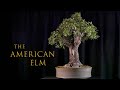 The american elm a naturalistic legacy