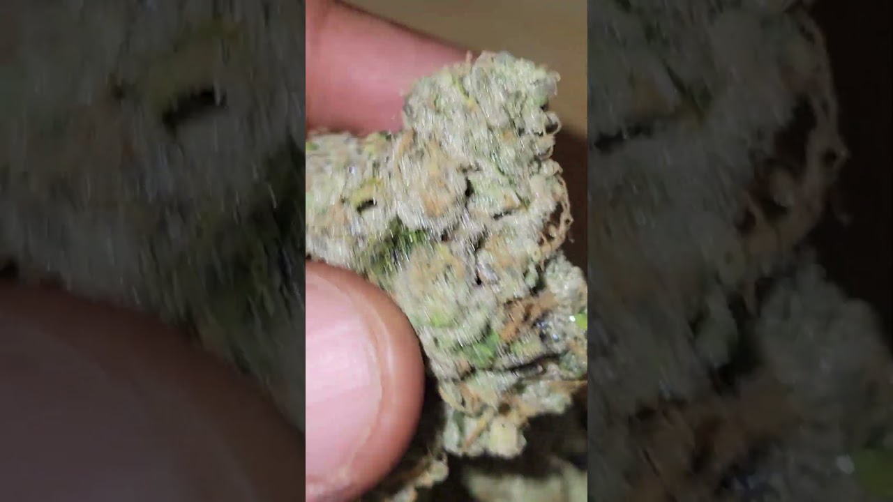 French Alps ( Kush Mountains x Paris OG ) cultivated by Cannabiotix * CBX *