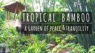 Tropical Bamboo Nursery and Gardens.