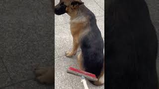 Practical Time-Saving & Durable: German Shepherd Tips for Busy Pet Parents