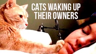 Best Funny Cats Waking Up Owners Compilation | Funnycat 12