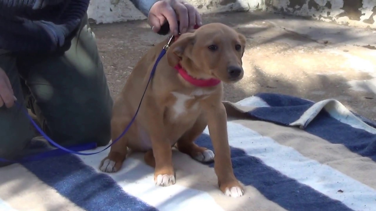 BLUES adopción perros cachorros